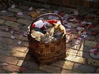 EA发布《极品飞车：不羁》新预告展示夜晚狂飙